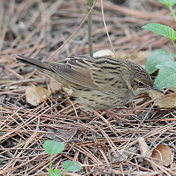 Lanceolated Warbler