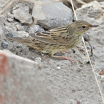 Lanceolated Warbler
