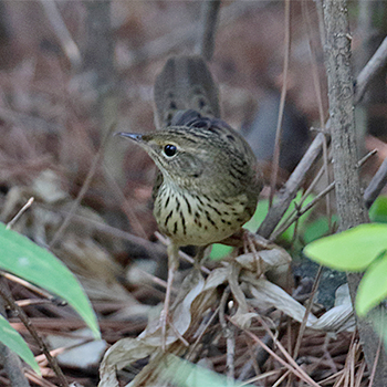 Lanceolated Warbler