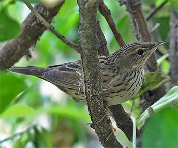 Lanceolated Warbler