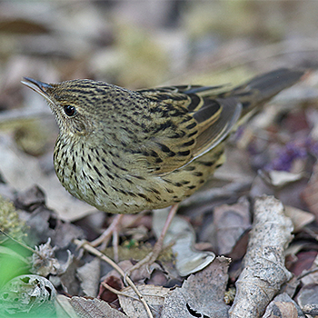 Lanceolated Warbler