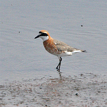 Lesser Sand-plover