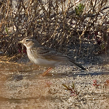Lesser Short-toed Lark (<em>cheleensis</em>)