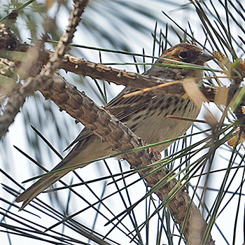 Little Bunting
