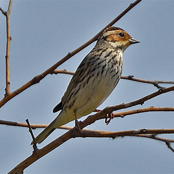 Little Bunting