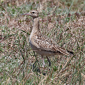 Little Curlew