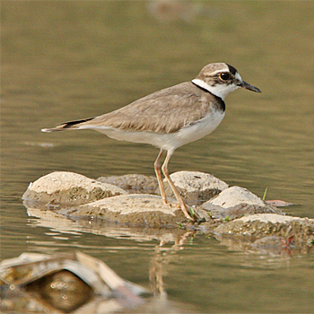 Long-billed Plover