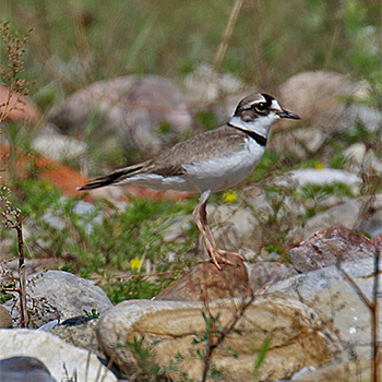 Long-billed Plover