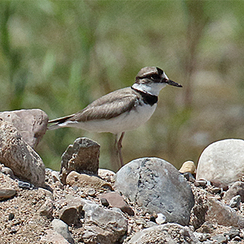 Long-billed Plover