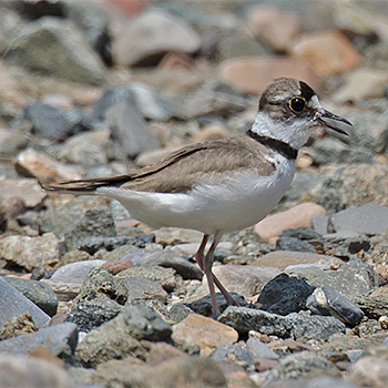 Long-billed Plover