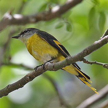 Long-tailed Minivet