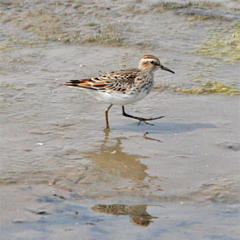 Long-toed Stint