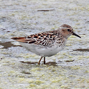 Long-toed Stint