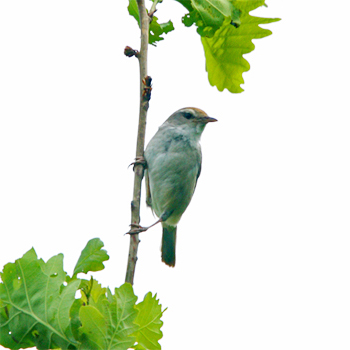 Manuchurian Bush Warbler