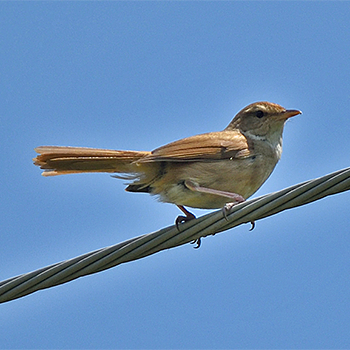 Manchurian Bush Warbler