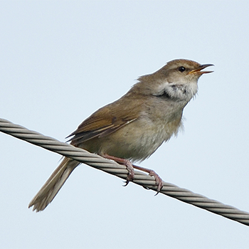 Manchurian Bush Warbler