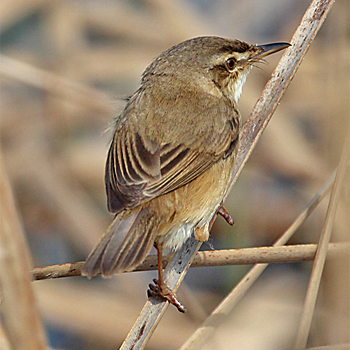 Manchurian Reed Warbler
