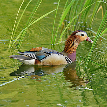 Mandarin Duck