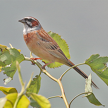 Meadow Bunting