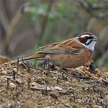 Meadow Bunting