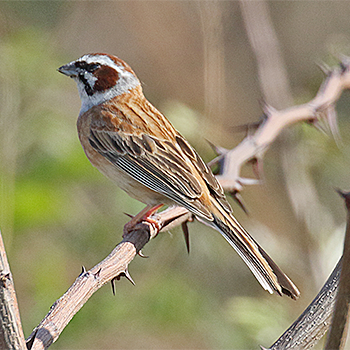 Meadow Bunting
