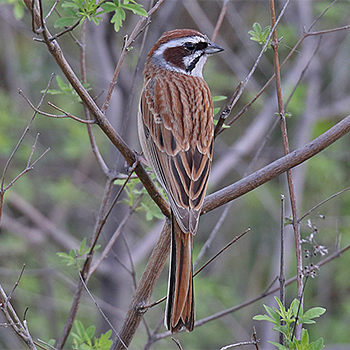 Meadow Bunting