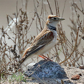 Mongolian Lark