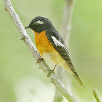 Mugimaki Flycatcher