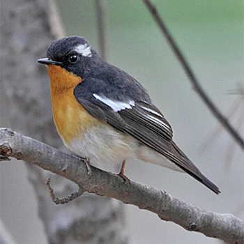Mugimaki Flycatcher