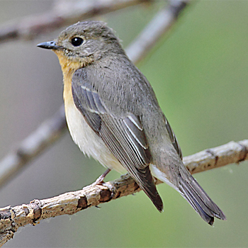 Mugimaki Flycatcher