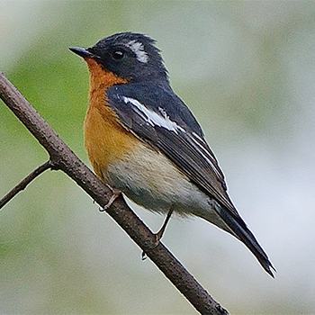 Mugimaki Flycatcher