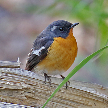 Mugimaki Flycatcher
