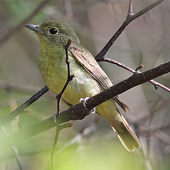 Narcissus (Chinese) Flycatcher