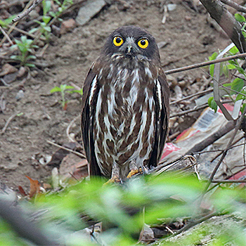 Northern Boobook
