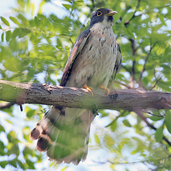 Northern Hawk-cuckoo