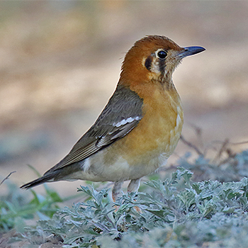Orange-headed Thrush