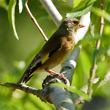 Oriental Greenfinch