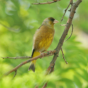 Oriental Greenfinch