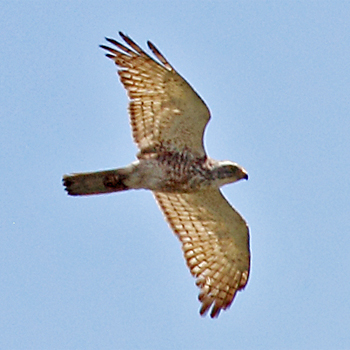 Oriental Honey-buzzard