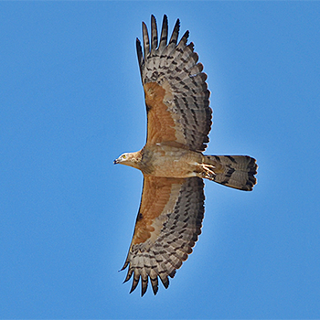 Oriental Honey-buzzard