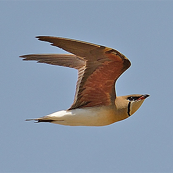 Oriental Pratincole