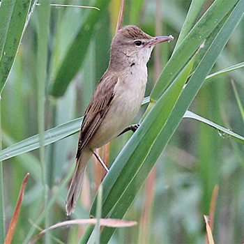 Oriental Reed Warbler