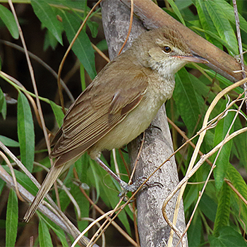 Oriental Reed Warbler