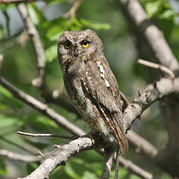Oriental Scops-owl