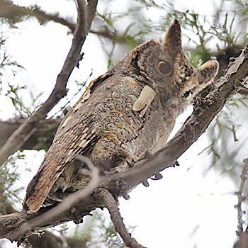 Oriental Scops-owl