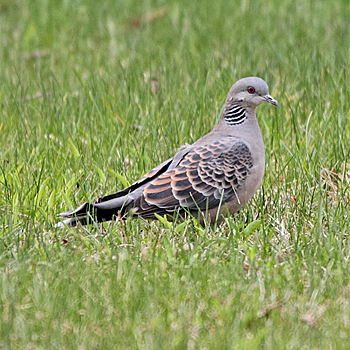 Oriental Turtle-dove