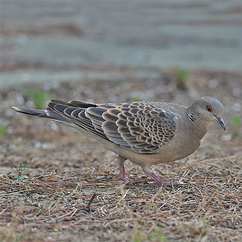Oriental Turtle-dove