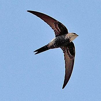 Pacific Swift