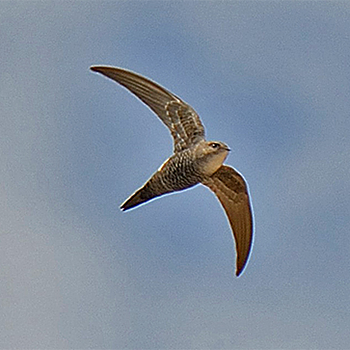 Pacific Swift