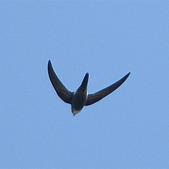 Pacific Swift